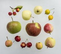 Variation af Malus Sieversii æbler